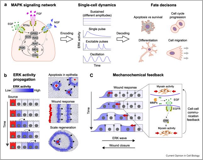PertzLab (@pertzl) on Twitter photo Check out our recent review on the ever-evolving #MAPK/#ERK signaling dynamics. It never ceases to amaze me how one of the most studied signaling pathways continues to deliver new surprises. Thanks to <a href="/paoloarmando83/">Paolo Armando Gagliardi</a> for writing this with me.
sciencedirect.com/science/articl… Check out our recent review on the ever-evolving #MAPK/#ERK signaling dynamics. It never ceases to amaze me how one of the most studied signaling pathways continues to deliver new surprises. Thanks to <a href="/paoloarmando83/">Paolo Armando Gagliardi</a> for writing this with me.
sciencedirect.com/science/articl…