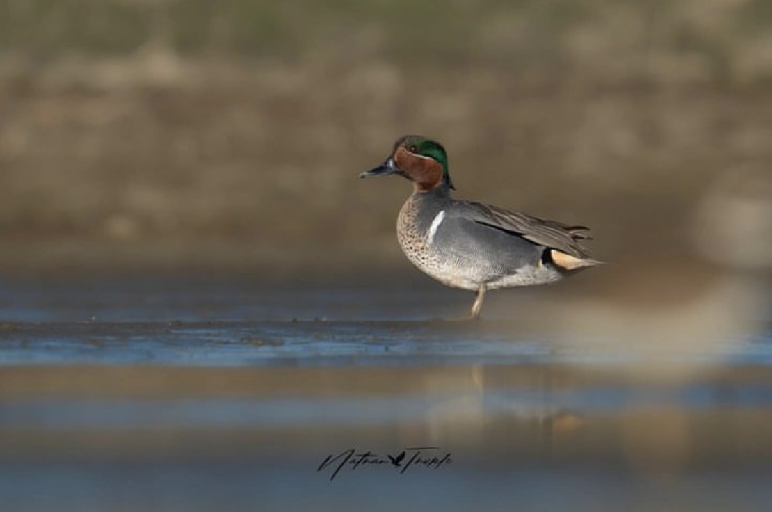 #SpringMigration is underway as beloved waterfowl species return north in search of habitat to breed and raise young. 🦆 This green-winged teal was spotted recently at Cavan Lake, Alberta, and photographed by Nathan Thokle. Thanks for sharing this great observation with us!