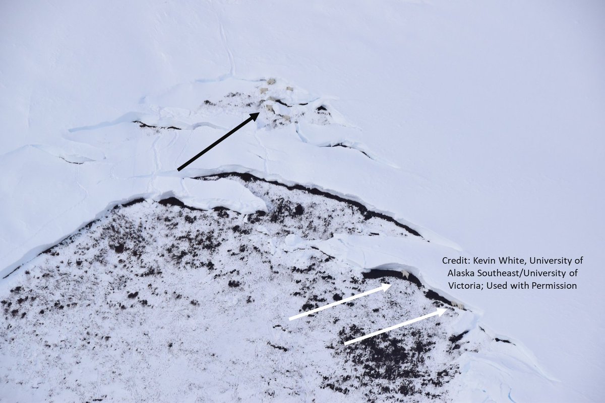 A new study indicates that #avalanches comprise, on average, 23%-65% of annual mortality in #mountaingoats, depending on the region. Results could have implications for other mountain-dwelling species 👉 pubs.usgs.gov/publication/70… @IARC_Alaska @WSL_research @ @uvic #USGS_NOROCK