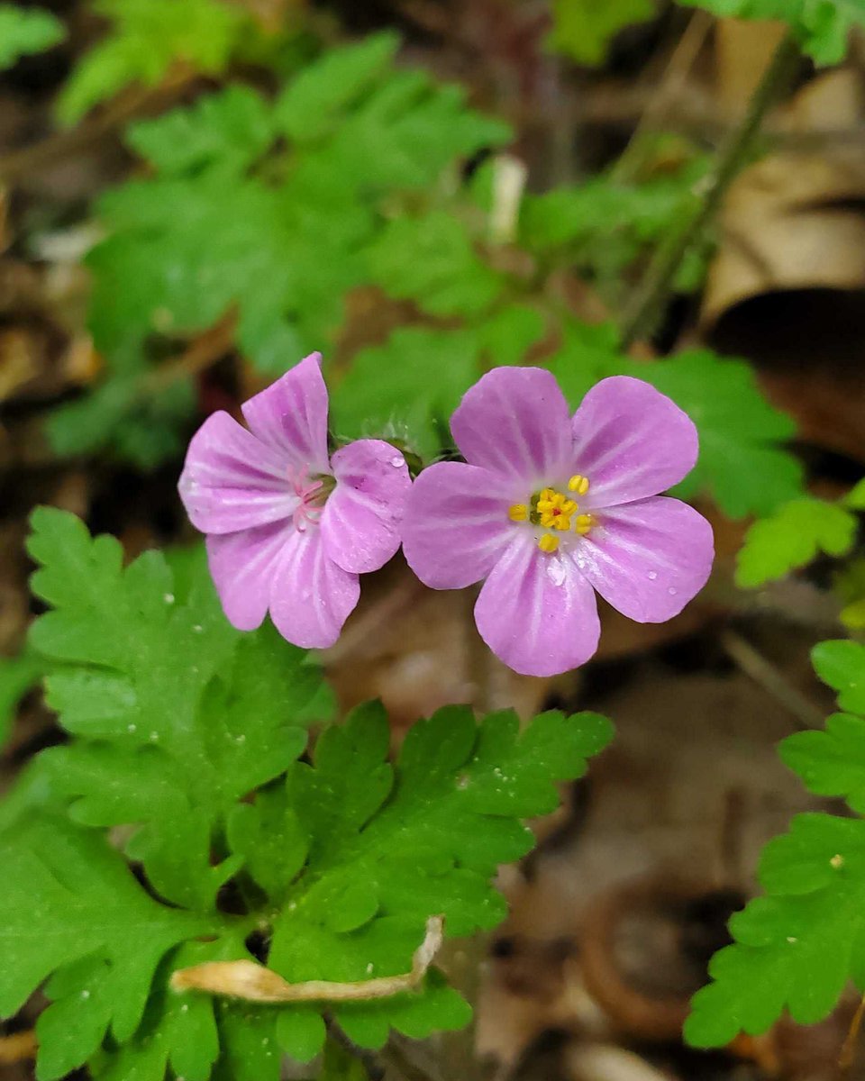 Herb robert (Geranium robertianum) in bloom at DePersia South Highlands Nature Preserve. This wildflower is native to eastern America, but it's considered invasive on the west coast. Learn more about DePersia South Highlands Nature Preserve on our website: buff.ly/3UG4OMu