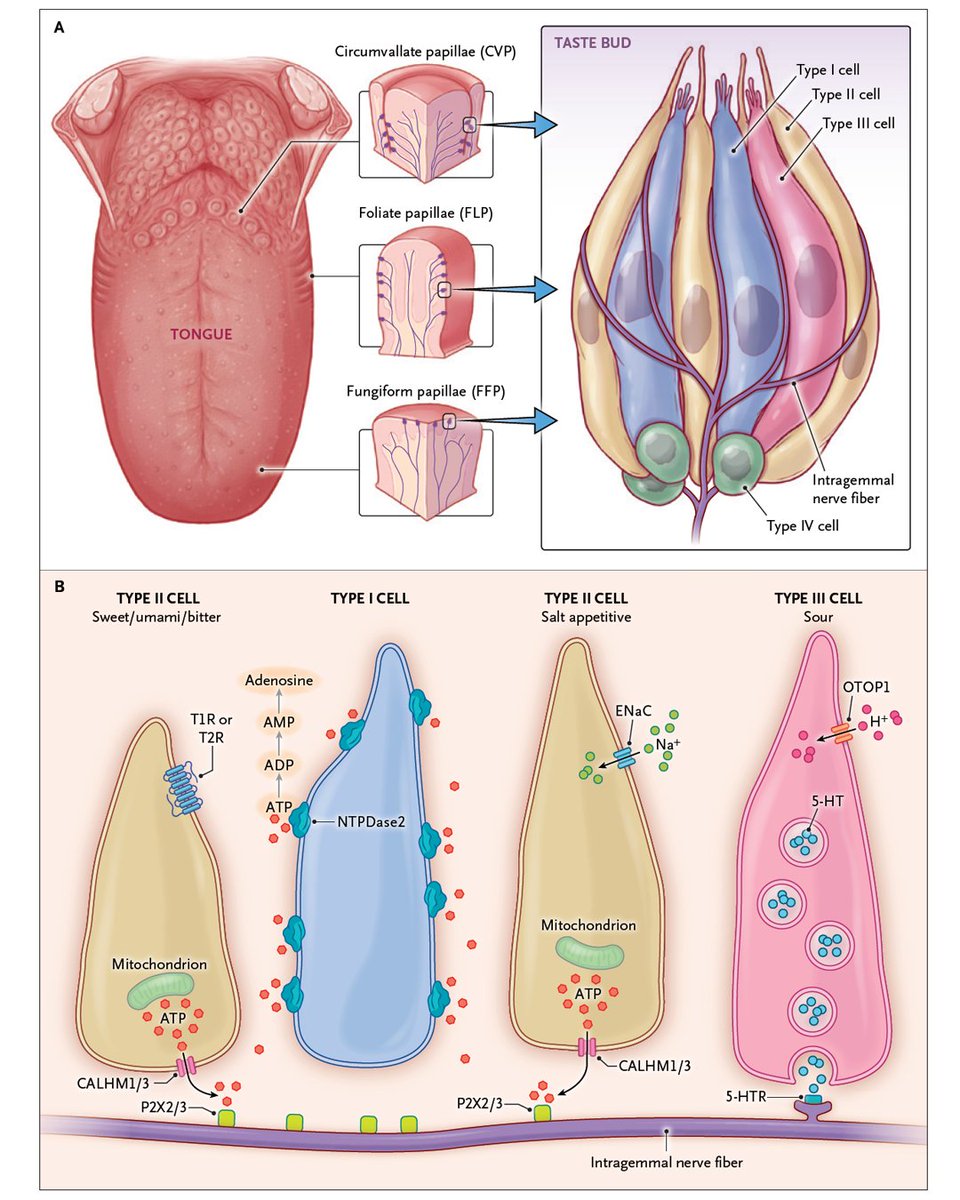 🧵 Review Article: Physiological Integration of Taste and Metabolism 

The tongue taste map we all learned in school is wrong; taste receptor cells responsive to each of the tastes are present in taste buds across the tongue. 

Full review: nej.md/4brYn6f 1/6

#Neurology