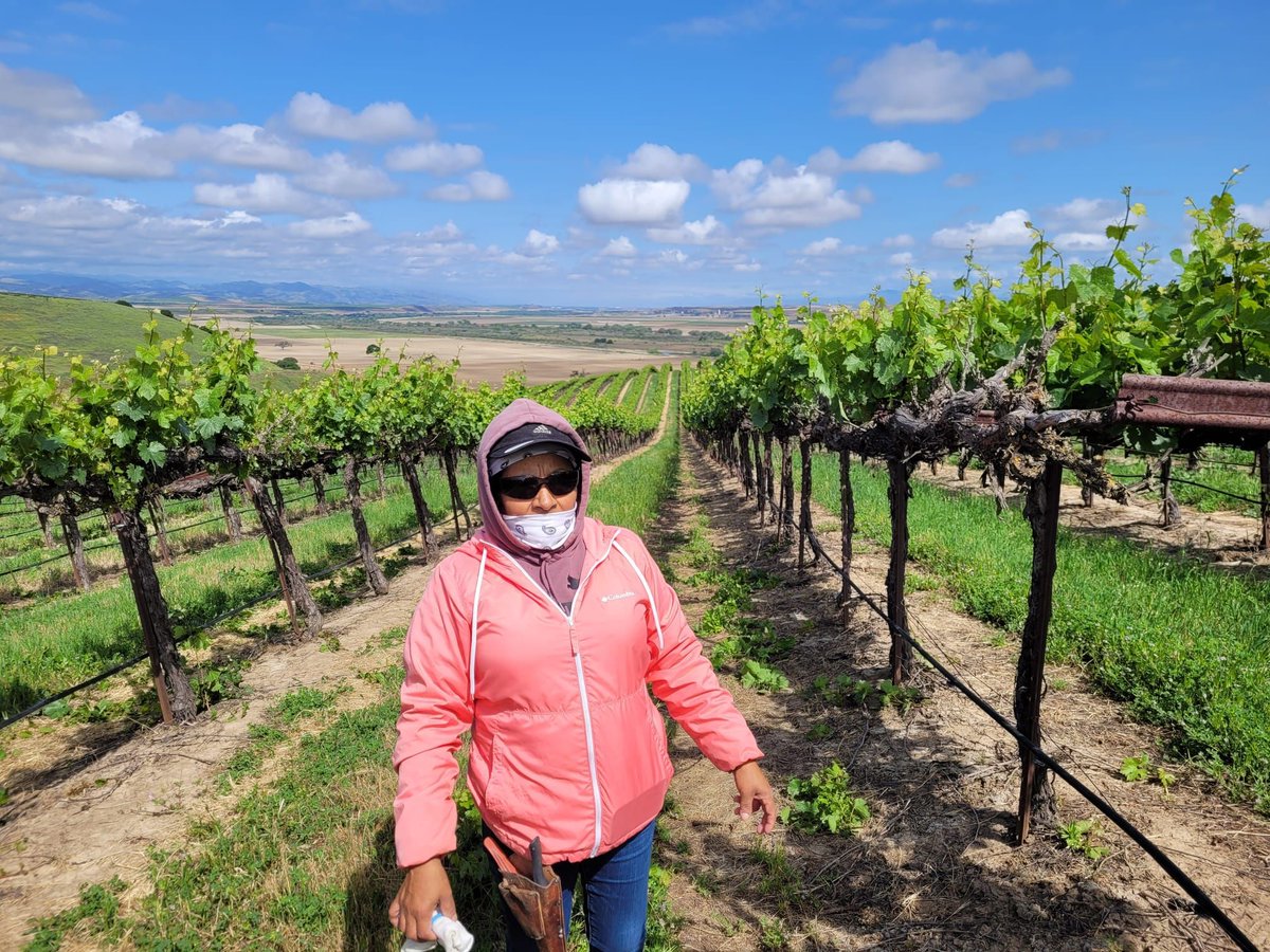 Tasty wine comes to our table thanks to workers like Juana. She has been working for 17 years and is very experienced. She is carefully selecting and thinning the leaves on the grapevines to allow for a better crop. #WeFeedYou