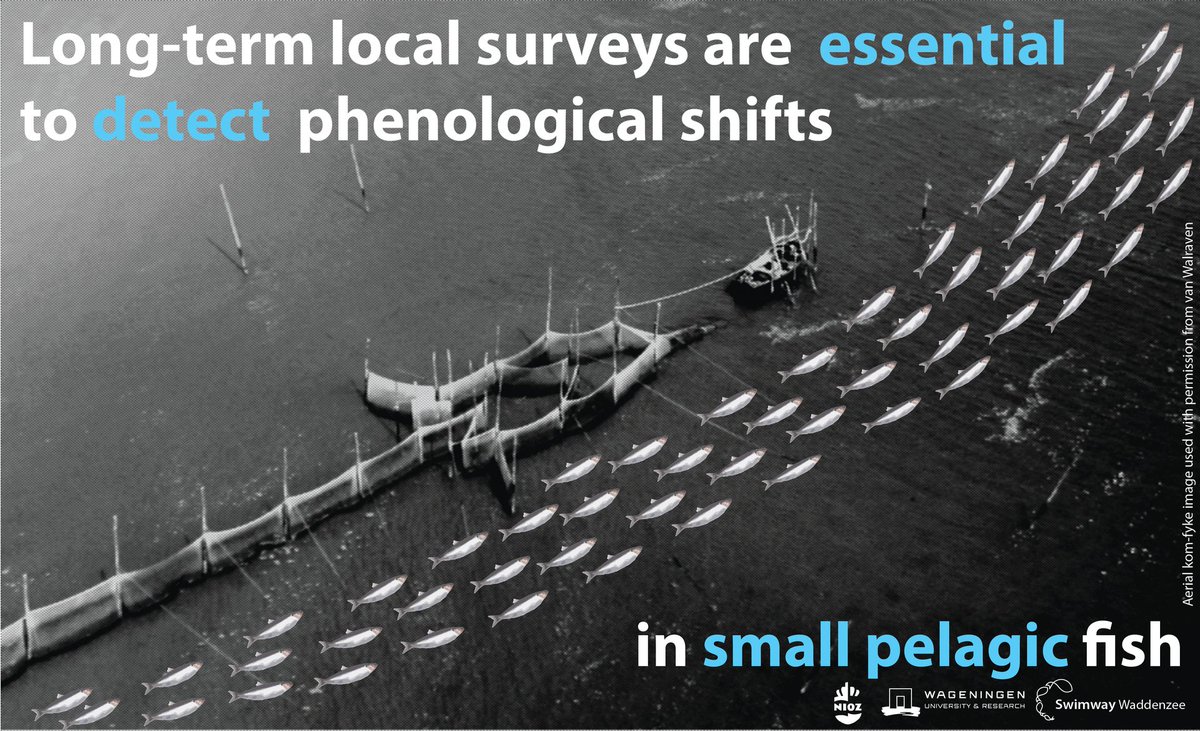 || NEW RESEARCH || Local reflects global: Life stage-dependent changes in the phenology of coastal habitat use by North Sea herring 📄 onlinelibrary.wiley.com/doi/full/10.11…