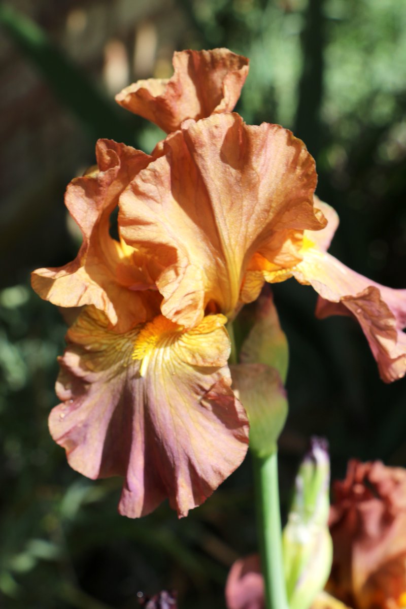 The Hever Castle Iris has bloomed! You can find it in the flower border opposite the Guthrie Pavilion. ✨ #HeverCastle #Iris #GardenersWorld #Kent