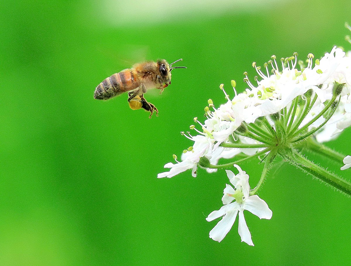 Honey Bee incoming! at #WyverLaneNR today @DerwentBirder @DanielCMartin1 @Mightychub @chriscx5001 @CliveAshton5 @DaNES_Insects