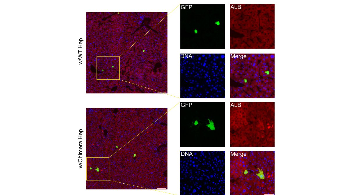 New #chimera research: Functional mouse hepatocytes derived from interspecies chimeric livers effectively mitigate chronic liver fibrosis @ISSCR @CellPressNews @MartinPeraJAX ow.ly/gnSw50RBV9R