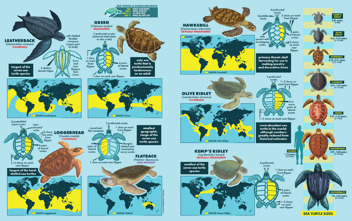 Get ready for World Ocean Month by exploring our sea turtle files!

Discover more: americanscientist.org/article/sea-tu…