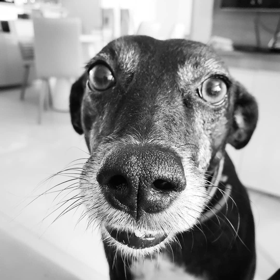 bqeg's tweet photo. 10 anos que adotamos Lilica ❤️🐶🐕‍🦺🐾 https://t.co/zY27eHIIr5
