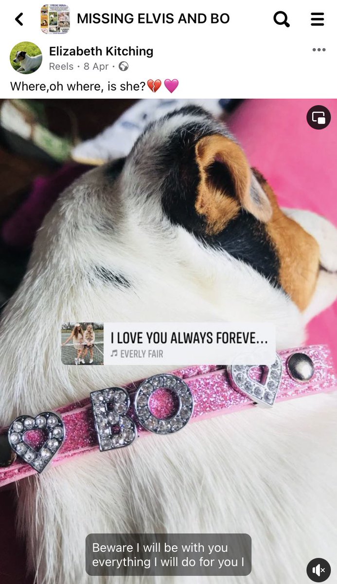 rosieDoc2's tweet image. #SpanielHour 
‼️STILL MISSING‼️The months are flying by and apart from some horrible prank calls we have had no sightings or reports of BO&amp;amp;ELVIS. We have to keep positive that they are still together having a great time, the other options are unbearable to consider 😪
#Tanfield