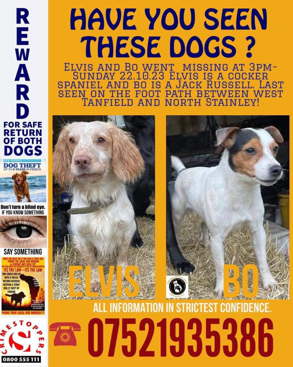 rosieDoc2's tweet image. #SpanielHour 
‼️STILL MISSING‼️The months are flying by and apart from some horrible prank calls we have had no sightings or reports of BO&amp;amp;ELVIS. We have to keep positive that they are still together having a great time, the other options are unbearable to consider 😪
#Tanfield