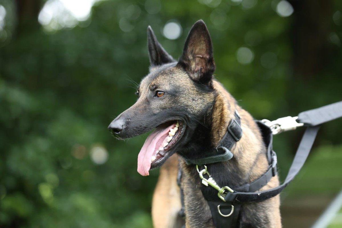 nottspolice's tweet image. A suspected runaway driver was tracked through water by a police dog and arrested.

Police Dog Rocket and his handler were on patrol in the early hours of Monday morning when a car drove away from officers on the A1.

orlo.uk/4Yrky