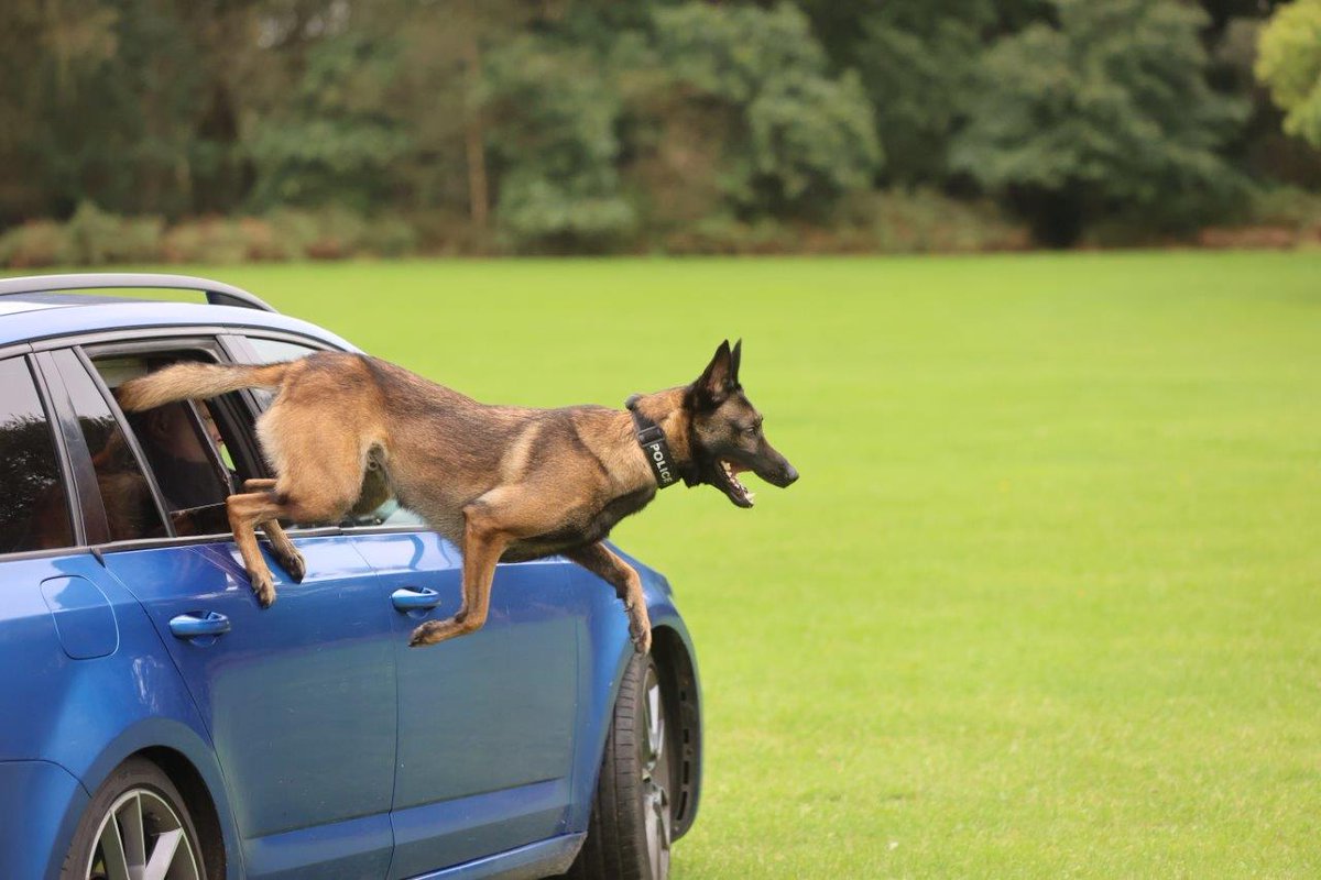 nottspolice's tweet image. A suspected runaway driver was tracked through water by a police dog and arrested.

Police Dog Rocket and his handler were on patrol in the early hours of Monday morning when a car drove away from officers on the A1.

orlo.uk/4Yrky