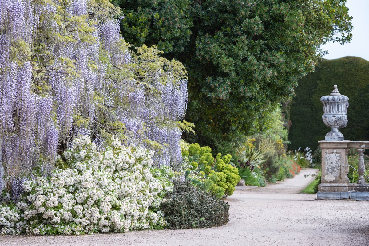 When the wisteria comes into bloom at @PowisCastleNT, it feels like stepping into a fairytale.

This seasonal must-see sweeps across the Italianate Terraces with cascading fragrant blooms.
Visit within the next week or two to see the wisteria at its best: bit.ly/3fgrUVg