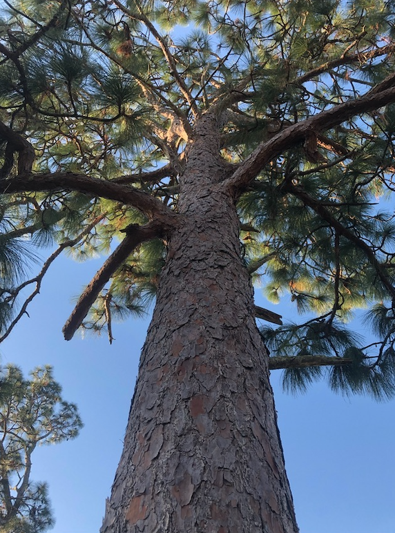 SaveTheLongleaf's tweet image. This is one of our longleaf pines! These ecosystems are rich in biodiversity, hosting over 900 plant species, including rare endemics. They provide vital habitat for endangered species like the red-cockaded woodpecker and the eastern indigo snake! #ForeverForest