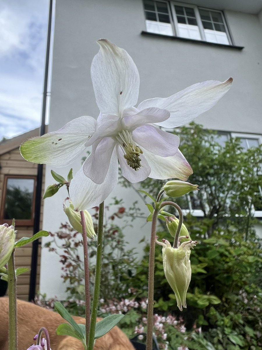 Love the hint of green on these aquilegia #GardenersWorld #GardeningTwitter