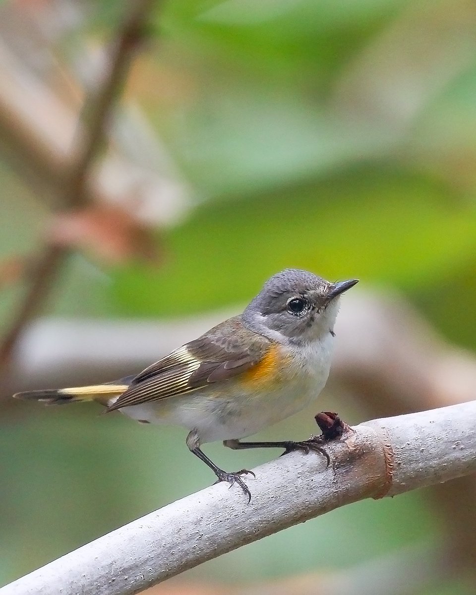 #Bird: American #Redstart Male & Female

#Canon Gears
#Audobon
#BirdsSeenIn2024 #birdwatching #birdphotography #wildlifephotography  #canonphotography #TwitterNatureCommunity #nature #photographyoftheday #birdtonic  @CanonUSAimaging
@natgeowild #wildlife #BirdsOfTwitter
#florida