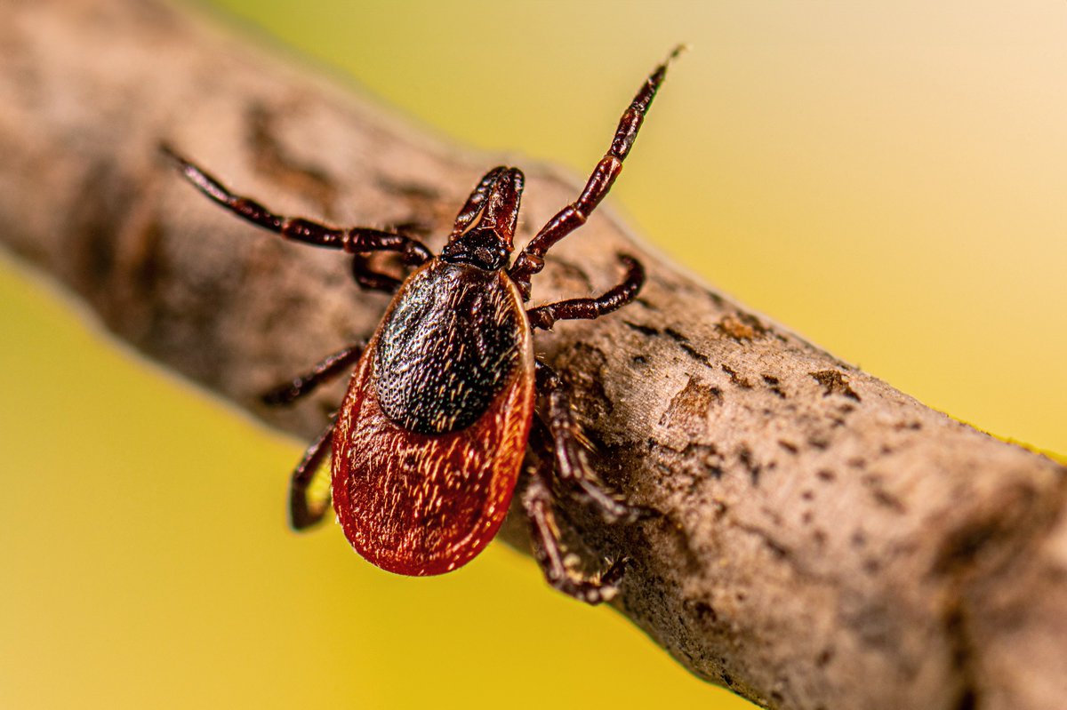 May is #LymeDisease Awareness Month. Approximately 476,000 people get Lyme disease each year in the United States. To learn more about this tickborne disease, visit EID journal’s collection of Lyme disease-related articles: bit.ly/4bgh2m2