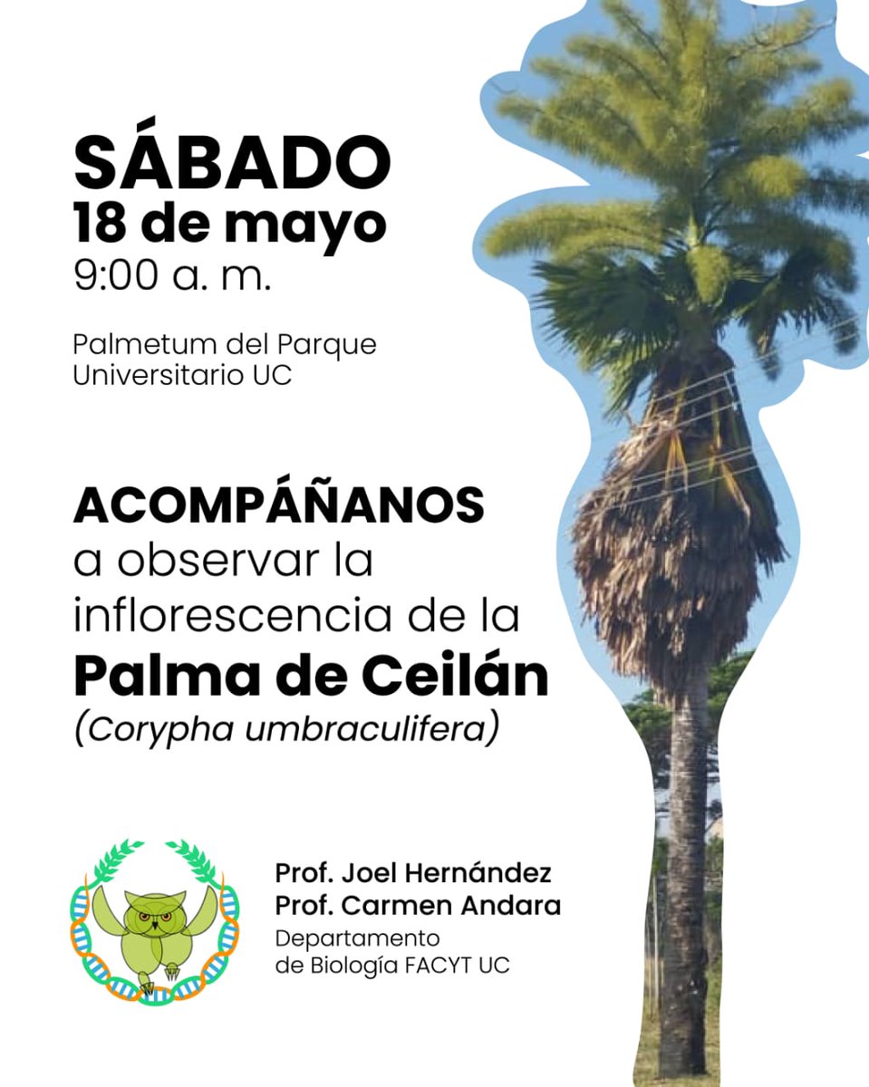 Este sábado #18May está pautada una actividad con los estudiantes de la asignatura Biología Vegetal del Departamento de Biología de <a href="/facytuc_oficial/">FacytUC oficial</a>, para ir a colectar datos de la Corypha que floreó en el Palmetum de la <a href="/UCarabobo/">Universidad de Carabobo</a>