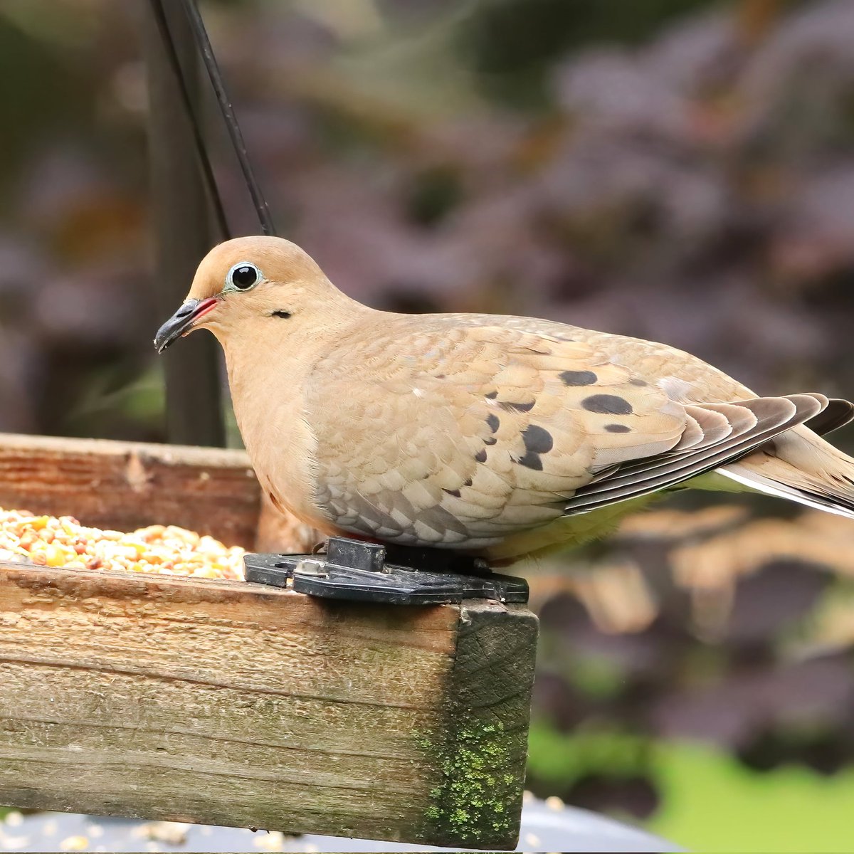 Good morning, mourning dove! #goodmorning #mourningdoves #mourningdove #doves #dove #birding #ohiobirdworld #ohiobirding #ohiobirder #ohio #ohiobackyardbirding #birdworld #birdwatching #birdloversclub #birdlovers #birdwatchersdaily #birdwatcher #birdsonearth #birding_daily