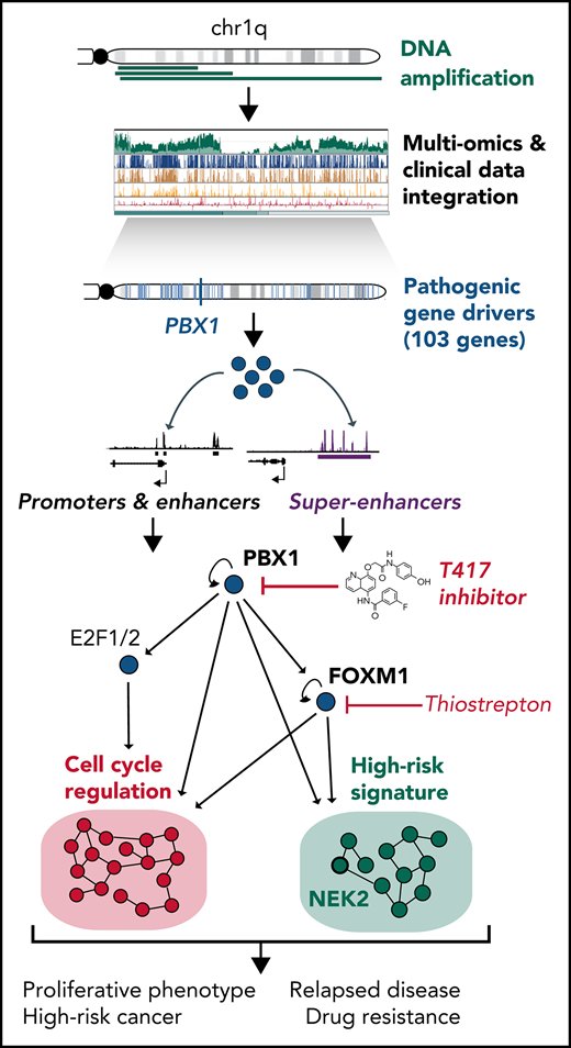 Systems medicine dissection of chr1q-amp reveals a novel PBX1-FOXM1 axis for targeted therapy in multiple myeloma [Mar 31, 2022] @nikos_trasan et al. @BloodJournal ow.ly/vkRH50IA1i3 #mmsm #PrecisionMedicine [THREAD]: x.com/nikos_trasan/s…