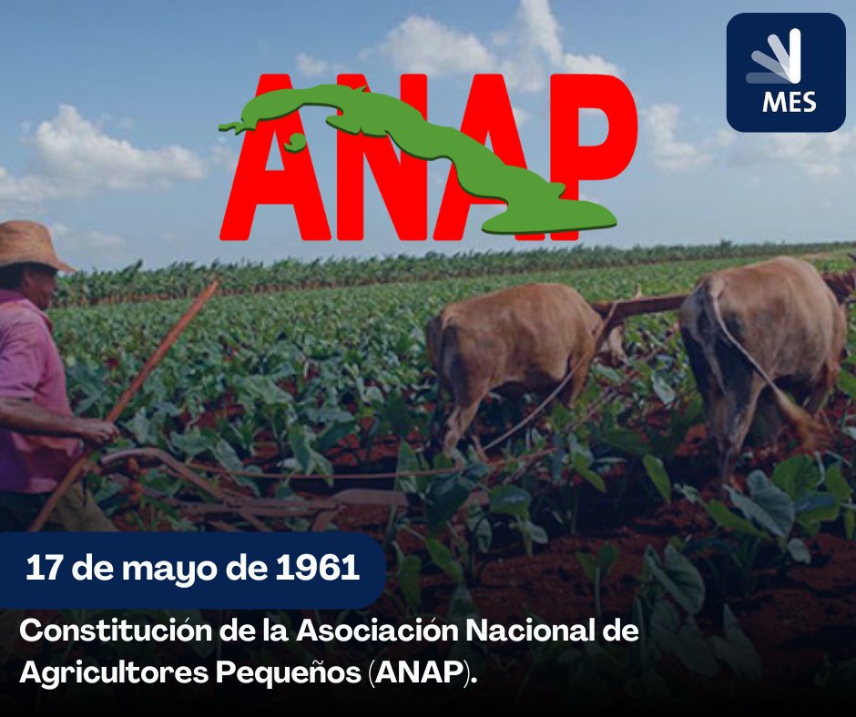 Hoy conmemoramos la fundación de la Asociación Nacional de Agricultores Pequeños (ANAP), un paso crucial en la lucha por los derechos y la dignidad de los agricultores cubanos 🌾✊ #ANAP #AgriculturaSostenible
