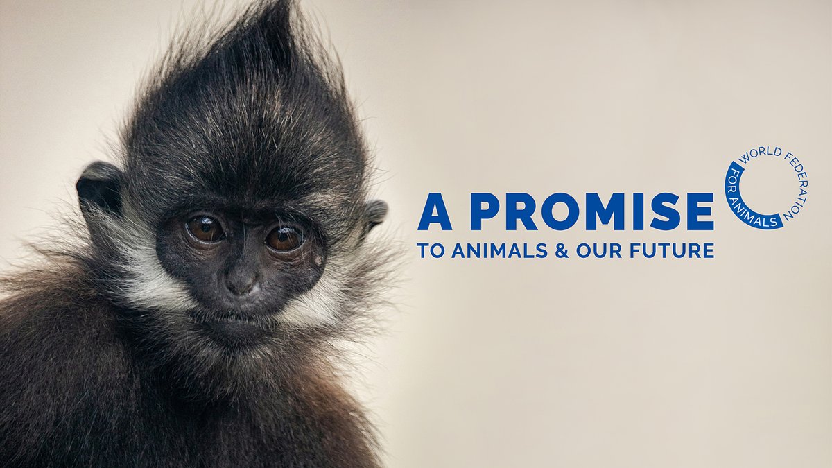 Together with over 60 global organisations, we are committed to ensuring #AnimalWelfare is a cornerstone of #SustainableDevelopment.
Let's reshape our future for the betterment of humanity and trillions of other animals. #Animals4SDGs wfa.org/promise/