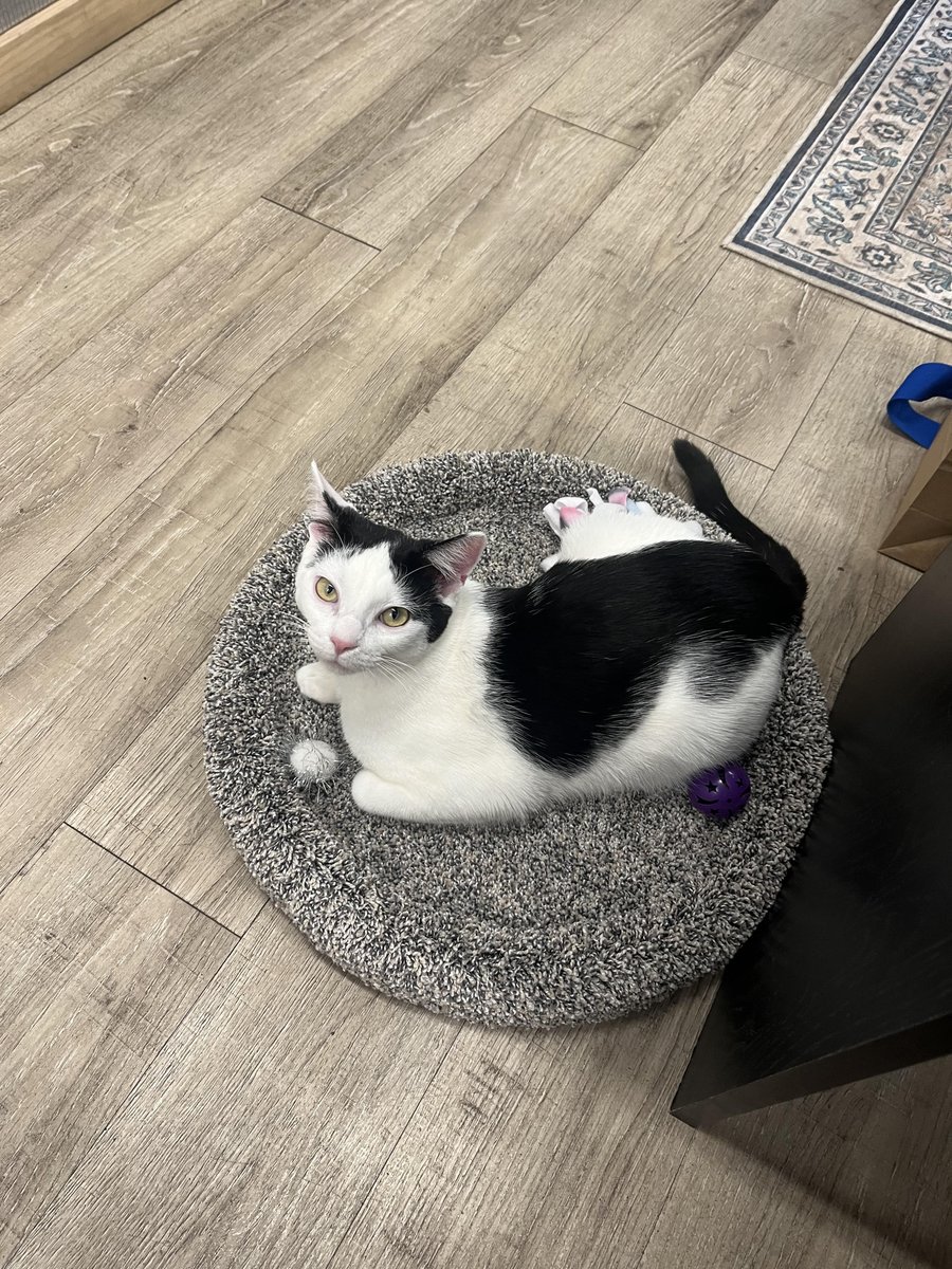 Purrniture generously contributed some items to Ruff Start for our office kitties. Wayne has taken quite a liking to the Desk Topper! 😻 A big thank you goes out to Darryl at Purrniture for this fantastic donation! purrniture.com #ThankfulThursday