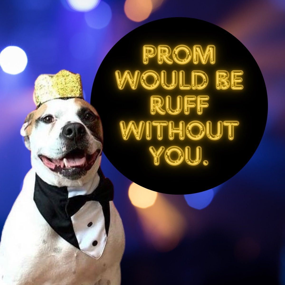 Are you ready for Puppy Prom?! 🥳

Dress your pup to impress tomorrow at daycare, ‘cuz your cutie might just be crowned Prom King or Queen! 😍👑🐾

Which Puppy Promposal is your favorite? Let us know in the comments below! ⬇️ 

#waghotels #onlyatWagHotels #pethotel #puppyprom