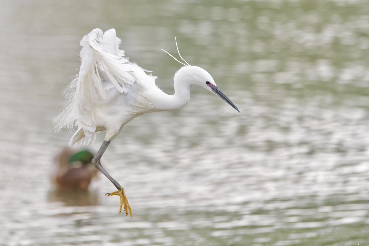 Giles Greenwood (@giles_greenwood) on Twitter photo A little egret in action at @E17Wetlands today
@WildLondon <a href="/Team4Nature/">Team4Nature</a> <a href="/NatureUK/">NatureUK</a> <a href="/Natures_Voice/">RSPB</a> <a href="/LeeValleyPark/">Lee Valley Park</a> A little egret in action at @E17Wetlands today
@WildLondon <a href="/Team4Nature/">Team4Nature</a> <a href="/NatureUK/">NatureUK</a> <a href="/Natures_Voice/">RSPB</a> <a href="/LeeValleyPark/">Lee Valley Park</a>