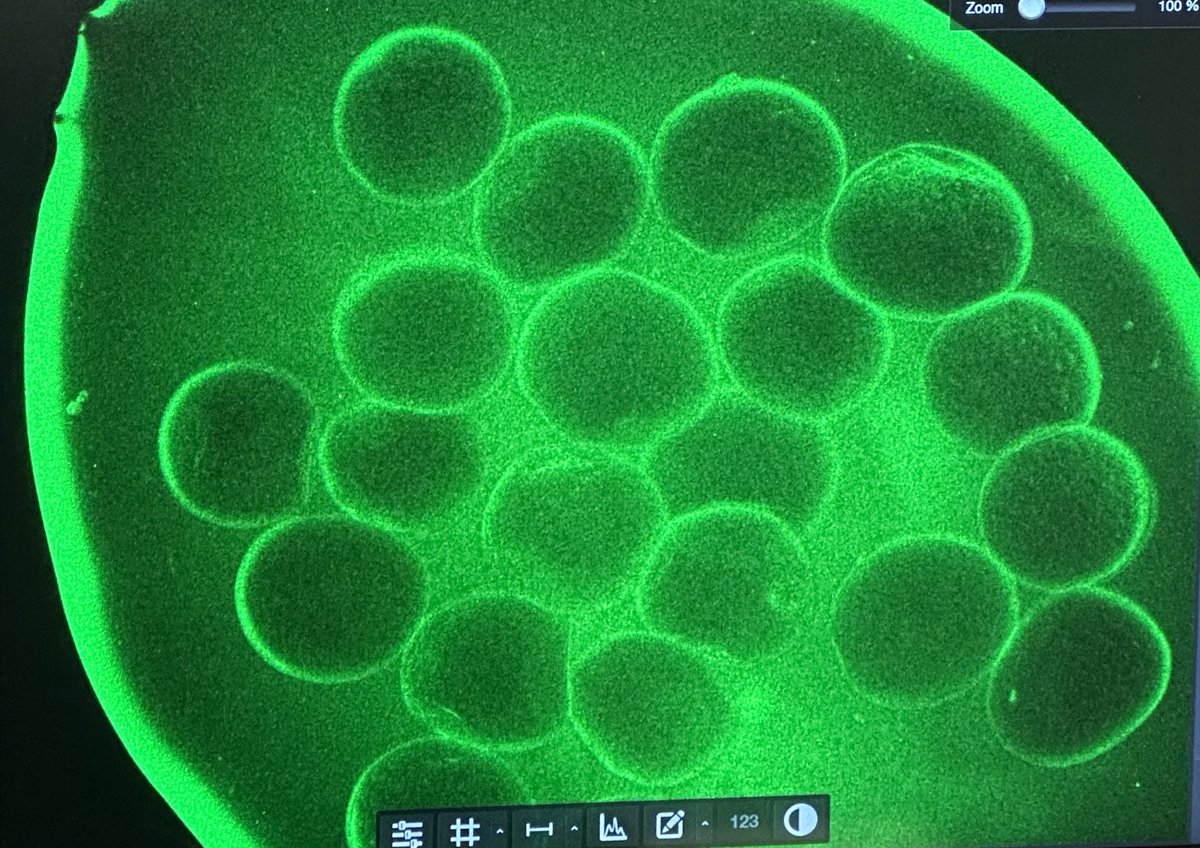 JMLection's tweet image. Putting the “Marine” in Marine Biological Laboratory today @FIRbees @MBLScience #FIRbee
