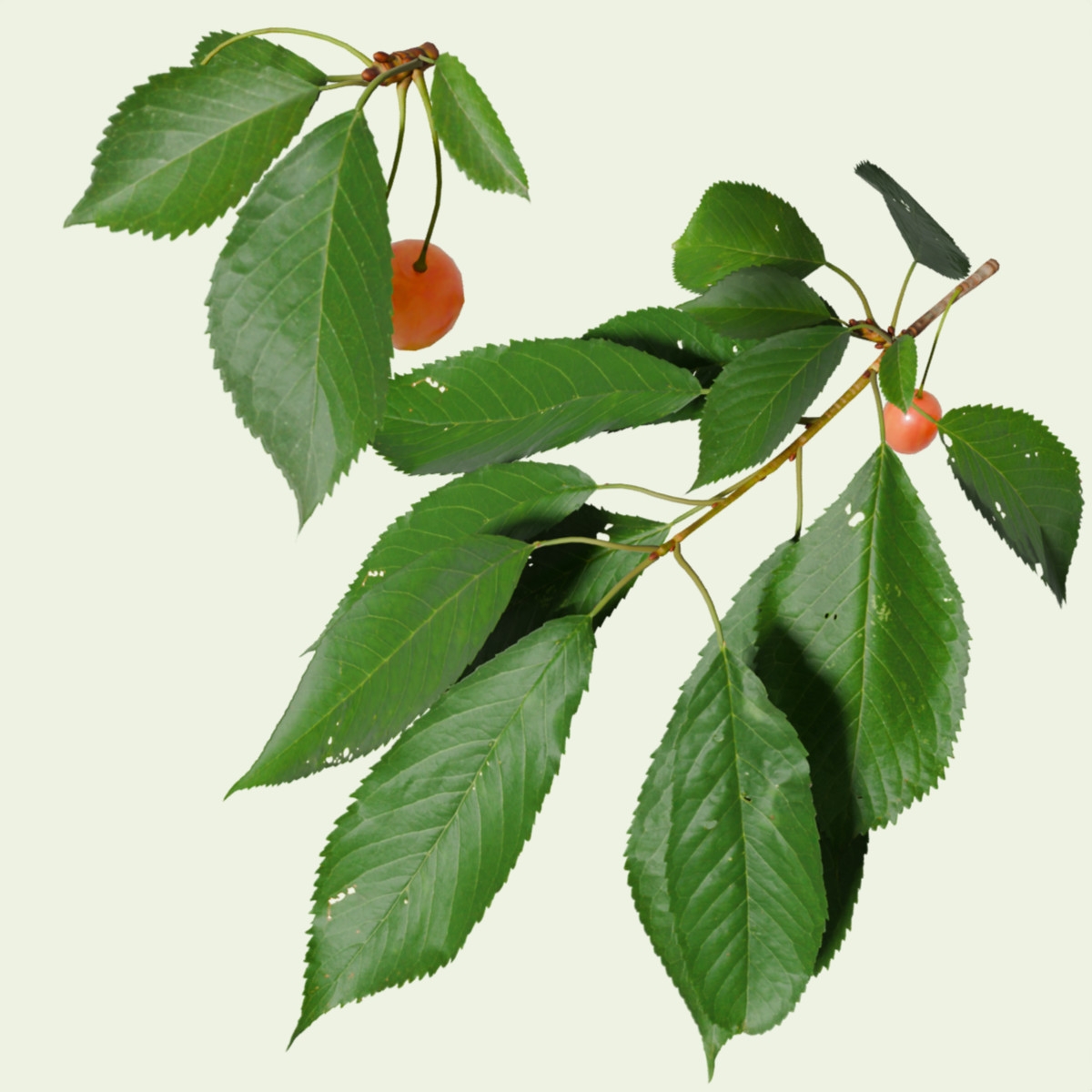 New twig! Prunus avium – a big tree from the rose family, this is the tree that produces the well known cherry fruit. Cherry pick your own bundle of 10 twigs at 30% off -  thegrove3d.com/twigs/