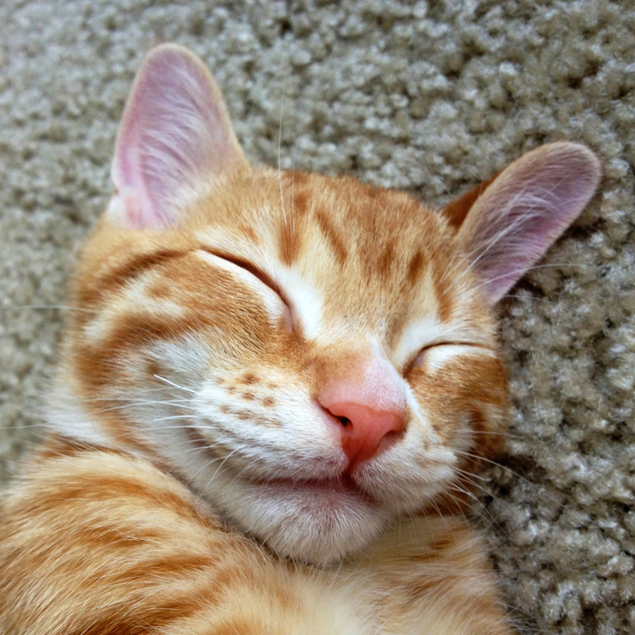 Do baby Marm smiling pics make you smile too?! 🧡🥰

#CutestKitten #WaybackWednesday #Kitten #ColeAndMarmalade