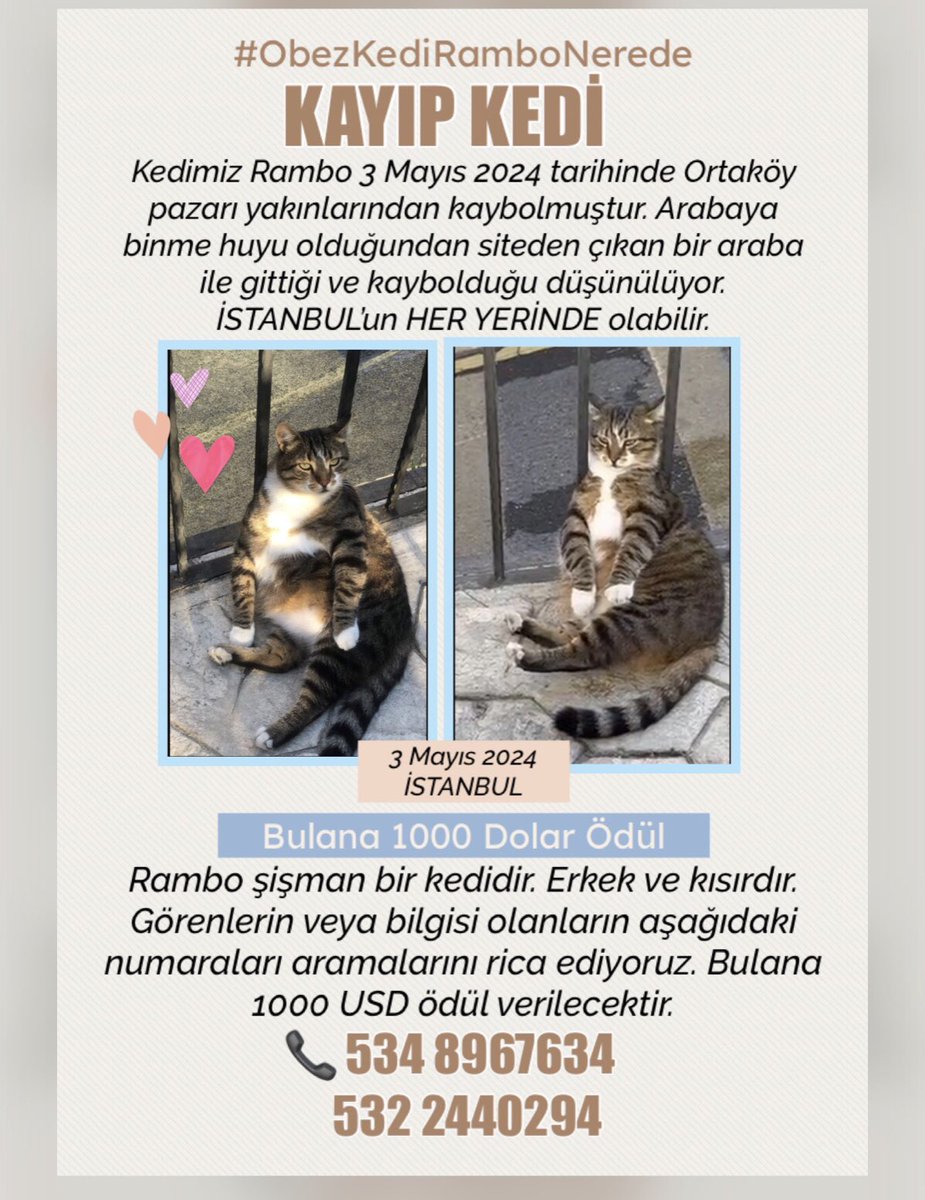 Kayıp Kedi Rambo 📍 İstanbul
Bir kaç ciddi ameliyat geçirmiş, yaşamı için çok mücadele veren Rambo kayıp. 😿Siteden bir arabaya binip kaybolduğu düşünülüyor.  İstnbul’un herhangi bir semtinde olabilir. Erkek, kısır @RuhatMengi2  @RuhatMengi2 @ceylakoray #ObezKediRamboNerede