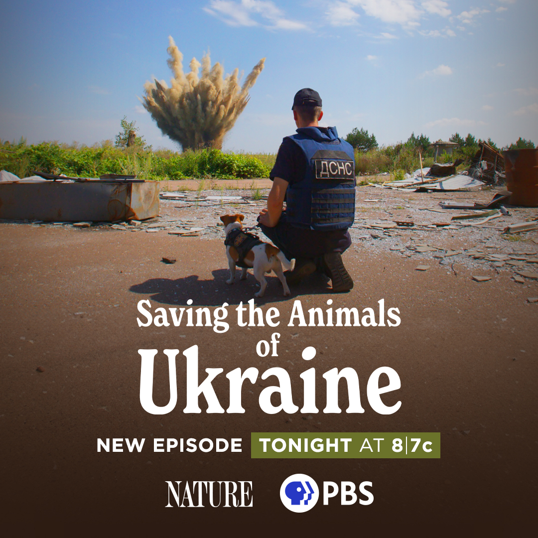 TONIGHT: 'Saving the Animals of Ukraine' chronicles the extraordinary efforts by Ukrainian citizens to rescue their animals. Will you be watching? #NaturePBS