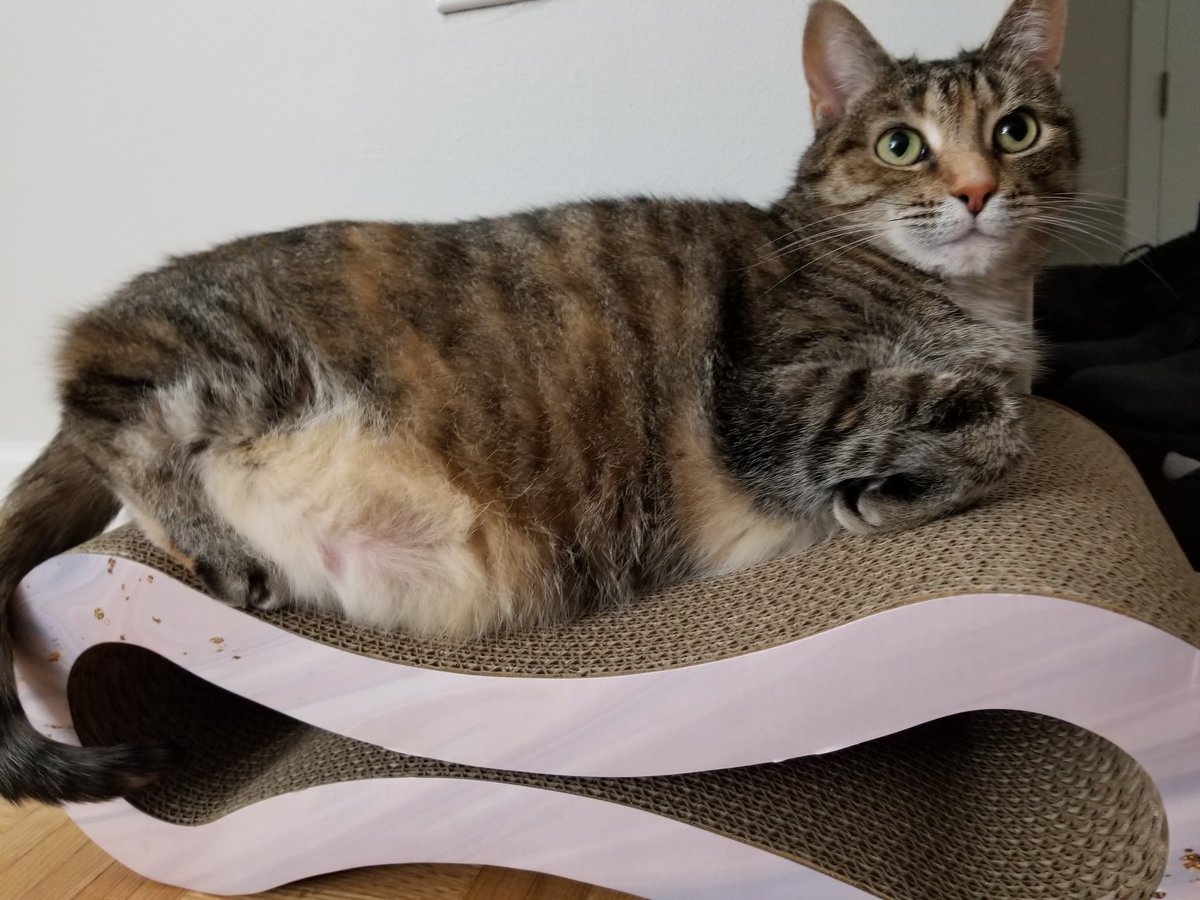 Hannah has taken over the new scratch pad/cat bed. I haven't seen Willy on it once.

#cats #CatsOfTwitter #CatsOnTwitter #catlovers #cat #catlover #CatsOfX #petlovers #petlover #WhiskersWednesday