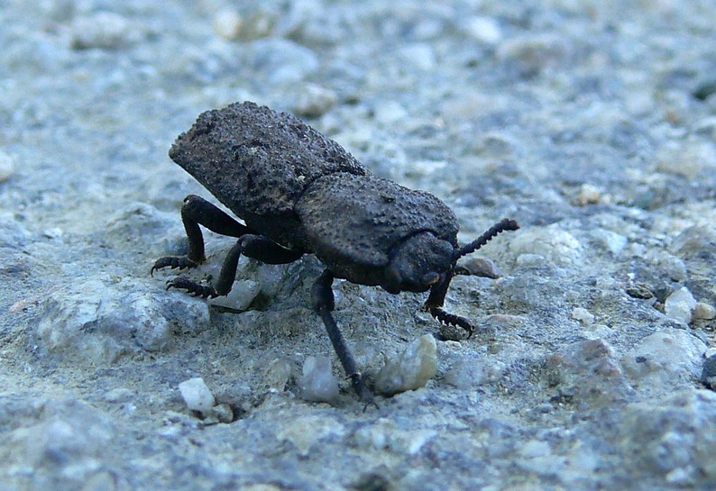 The diabolical ironclad beetle can survive being run over by a car. (📷Linda Tanner)