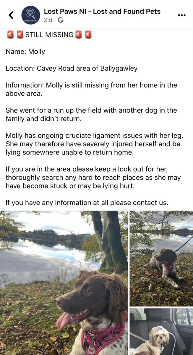 #SpanielHour 

🚨STILL MISSING🚨
Molly missing Cavey Road, #Ballygawley
from home…ran up field with another family dog and didn’t return.
has ongoing cruciate ligament issues with her leg. LOCALS PLS RT TY 
@BallygawleyC @1stBallygawley @MissingStolen @MissingDogsIrl @JacquiSaid