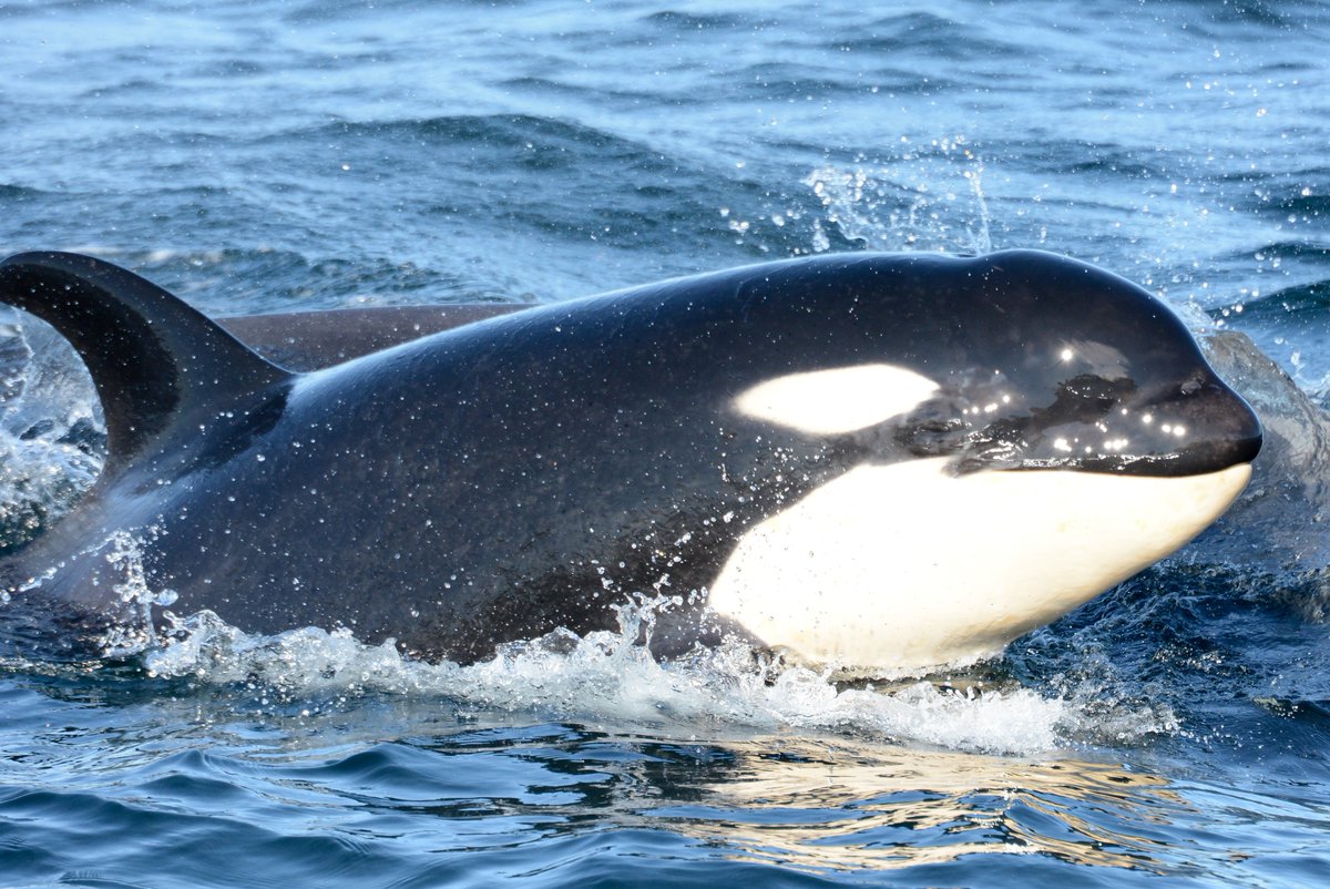 Hopefully, you aren’t reading this on a yacht because it’s time to talk orcas. Often called ‘killer whales,’ orcas are actually the largest species of dolphins. 🧵⬇️