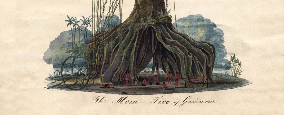 Explorer Robert Schomburgk called the ‘majestic Mora (tree), the king of the forest’. In this blog, @isacharmant writes about Schomburgk's impressions of this magnificent specimen about which he wrote in Transactions of the Linnean Society. Read below: bit.ly/3ymQHnP