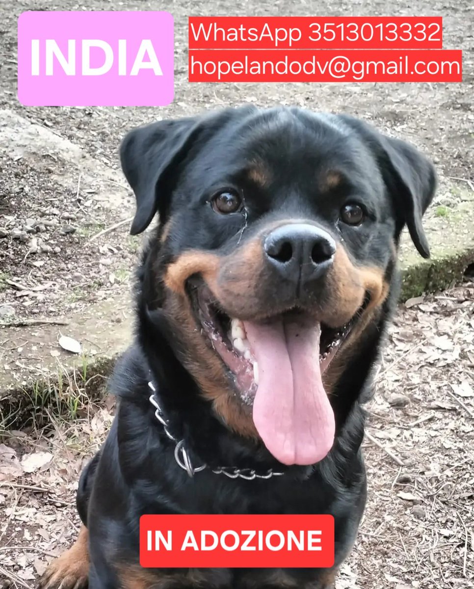 🩷India🩷 Ce l'avevamo quasi fatta, nelle scorse settimane India era ad un passo dall'essere adottata, ma c'è stato un ripensamento dell'ultimo minuto. Rottweiler di 2 anni e mezzo, equilibrata, energica e sempre pronta all'attività fisica. Sterilizzata. Si trova a Roma.