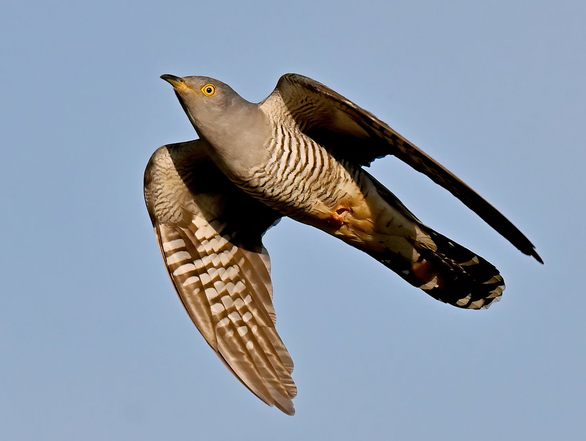 Cuckoo overhead! 😍 Taken last week at RSPB Greylake in Somerset. 😊🐦