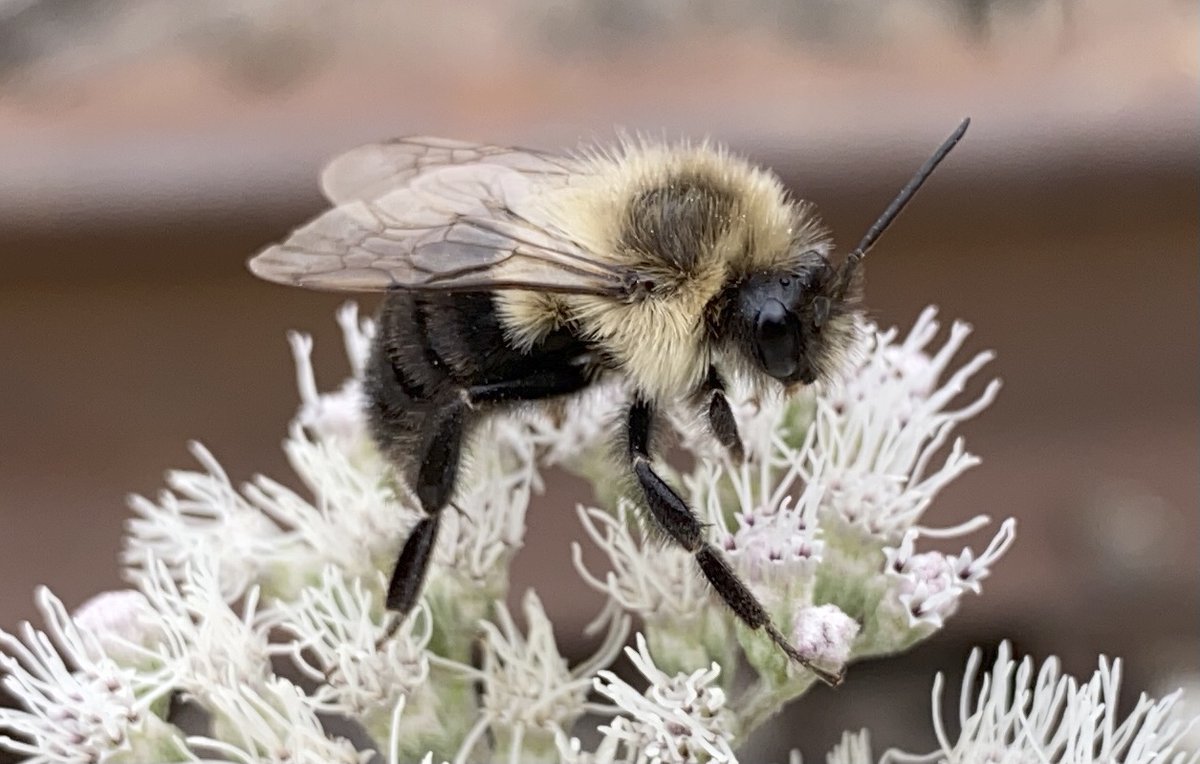 The common eastern bumblebee can survive underwater for a week. (📷 Mousebelt)