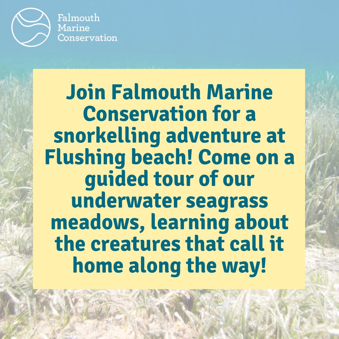 Join us for a snorkelling safari at Flushing Beach and explore the beauty of this essential habitat and discover the creatures that call it home on Saturday 25th May from 14:30-16:30!

Sign up here to reserve your spot: eventbrite.co.uk/e/seagrass-sno…