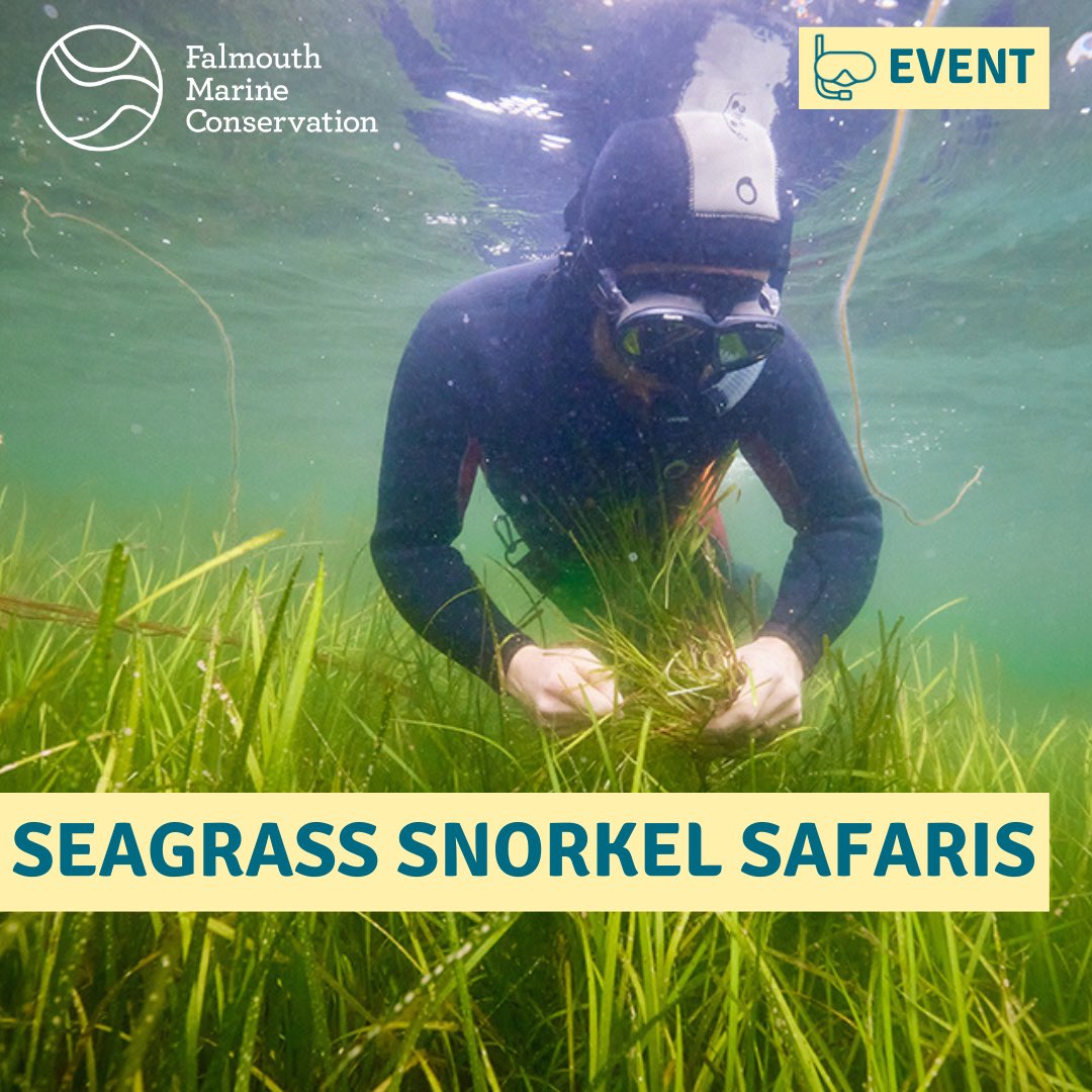 Falmouth Marine Conservation tweet media