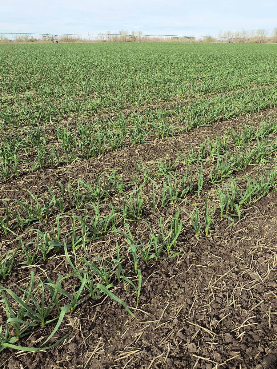 The garlic has been enjoying the moisture.  4" of rain since the beginning of May.  It's looking good so far! #westcdnag #ABag #organic