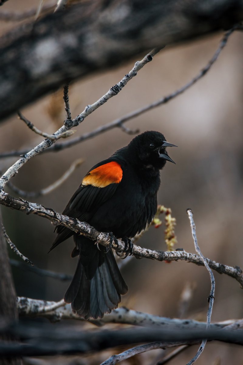 blackbird screaming // photos you can hear