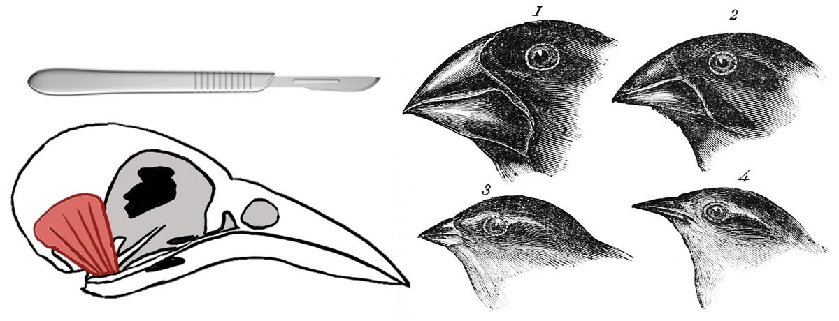 I've got a 4-year fully-funded PhD studentship (including home fees) opportunity in my lab! Come study morphological evolution of bird heads, jaw muscles, and Darwin's finches. Plus learn some human anatomy along the way! apply now at: findaphd.com/phds/project/c…