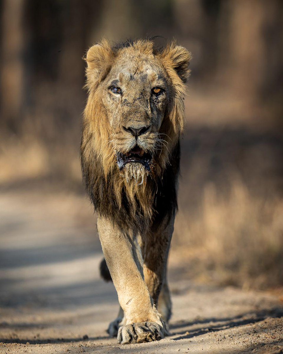 🔥 A Male Asiatic Lion From The Gir Forest Of India (Pinkesh Tanna - Instagram) 🔥