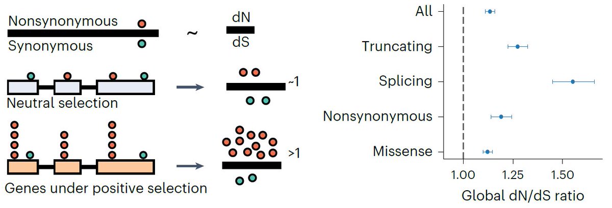 1 in ~3 #splicing mutations (predominantly affecting DNMT3A) showed evidence of positive selection in blood. 
#MPNsm #MDSsm