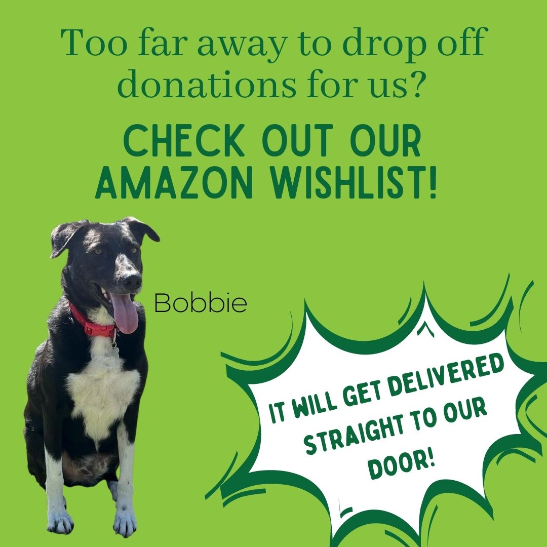 We rely so heavily on our supporters to provide items we need around the kennels to care for our rescues. Would you like to gift us through our wish list? 💚 amazon.co.uk/hz/wishlist/ls… Thank you so much💚 #rehomehour #rescue @amazonuk #dogsoftwitter #teamworkmakesthedreamwork